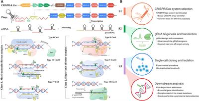 In silico Method in CRISPR/Cas System: An Expedite and Powerful Booster